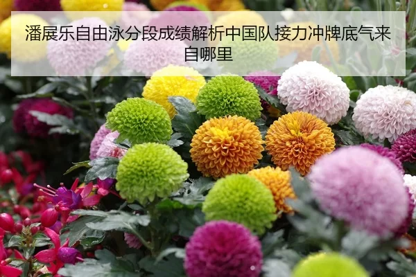 潘展乐自由泳分段成绩解析中国队接力冲牌底气来自哪里